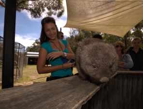 Some Tasmanian Wildlife